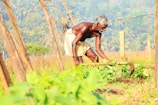 Farmers tending to lush green fields with traditional tools in Bihar.