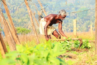 An older man is working in a lush, green field, using a tool to tend to the plants. He is wearing a simple traditional garment, and the background features a blurred landscape with trees.