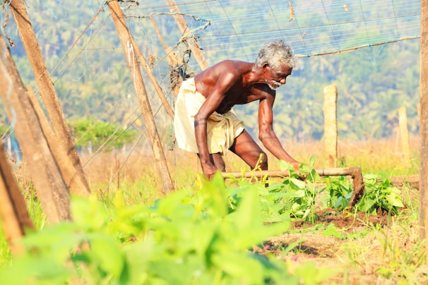An older man is working in a lush, green field, using a tool to tend to the plants. He is wearing a simple traditional garment, and the background features a blurred landscape with trees.