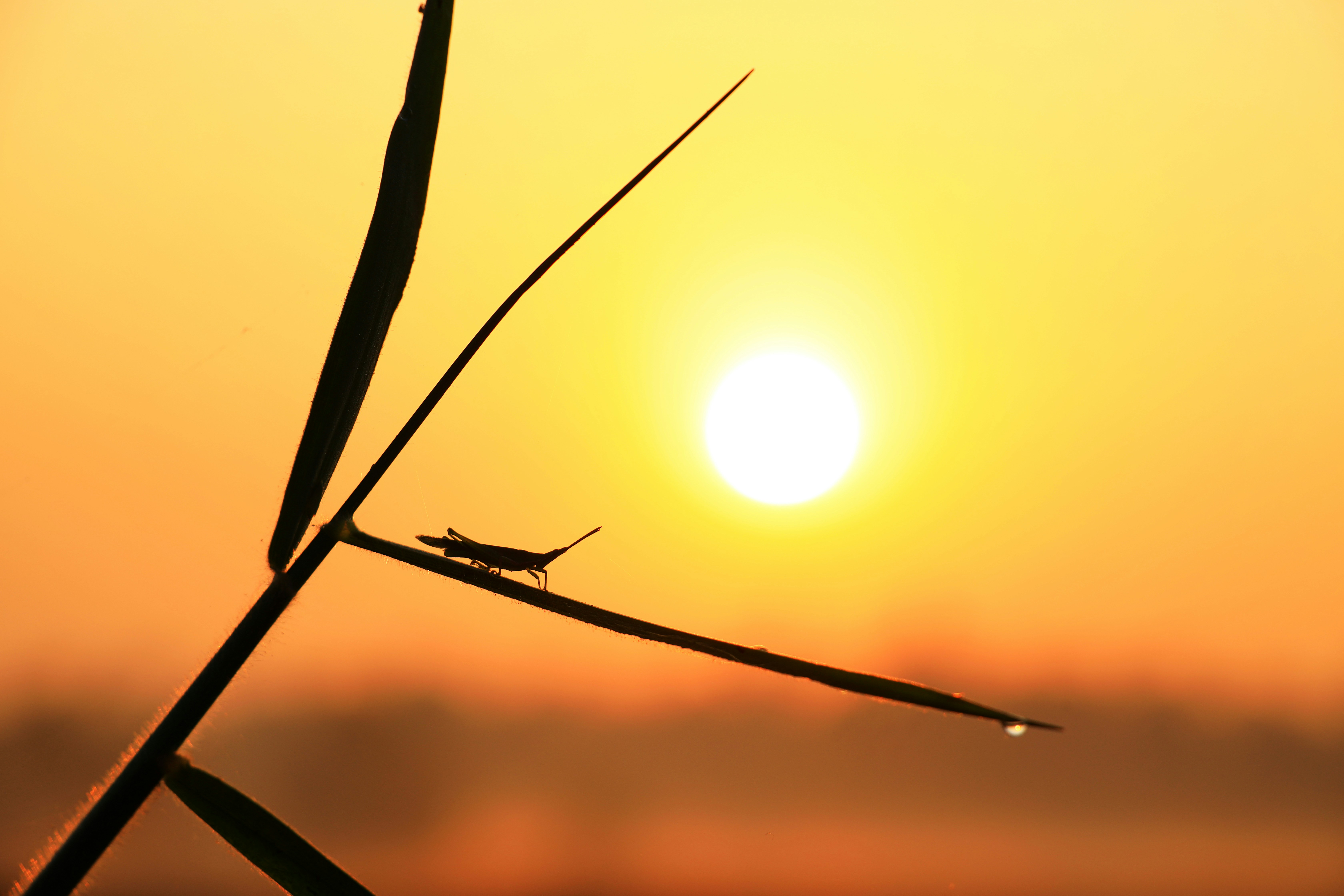 Photo by sooraj_perambra