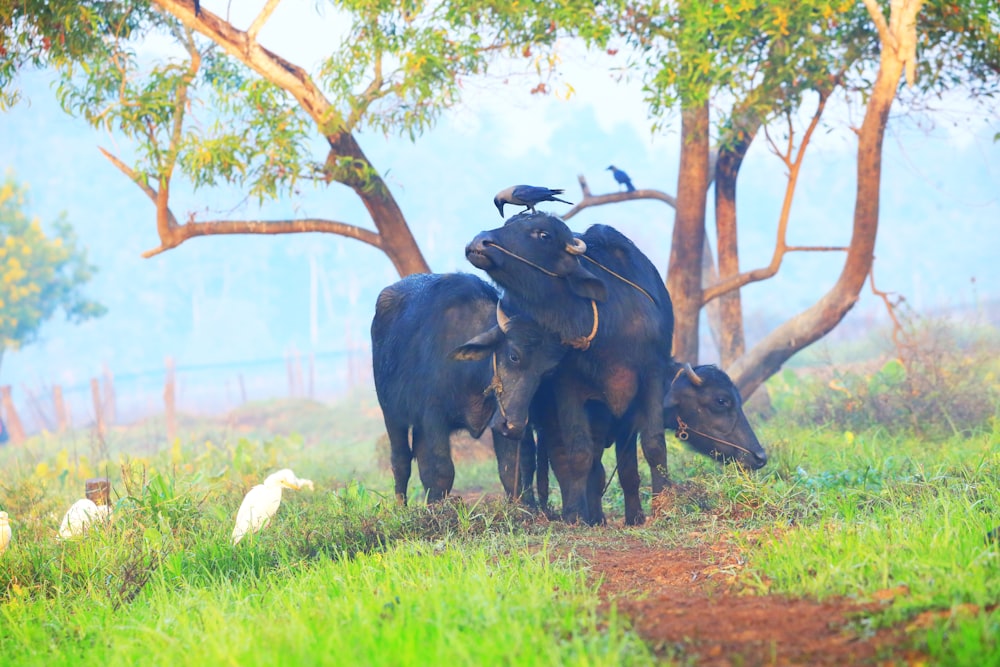 a couple of cows standing on top of a lush green field