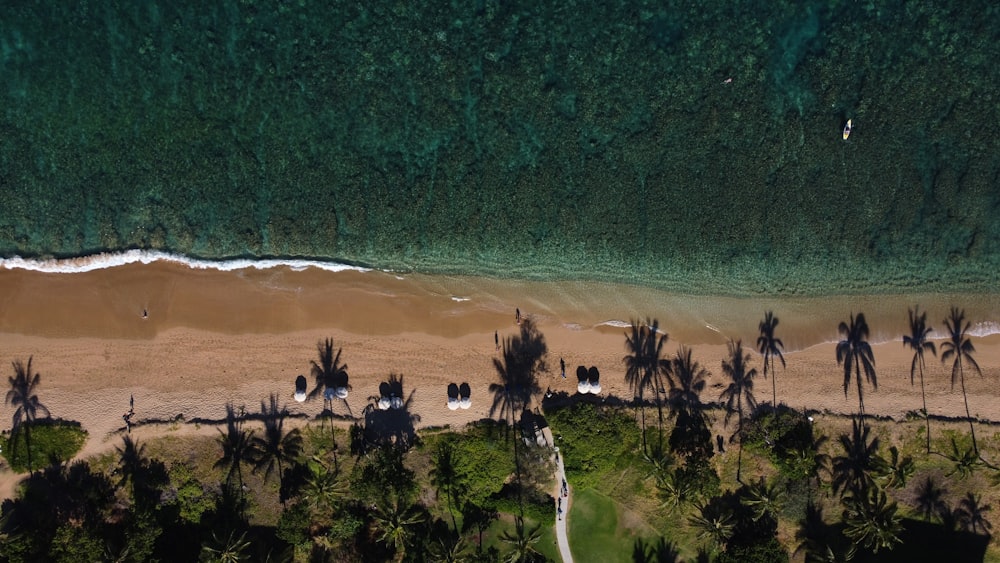 an aerial view of a beach with palm trees