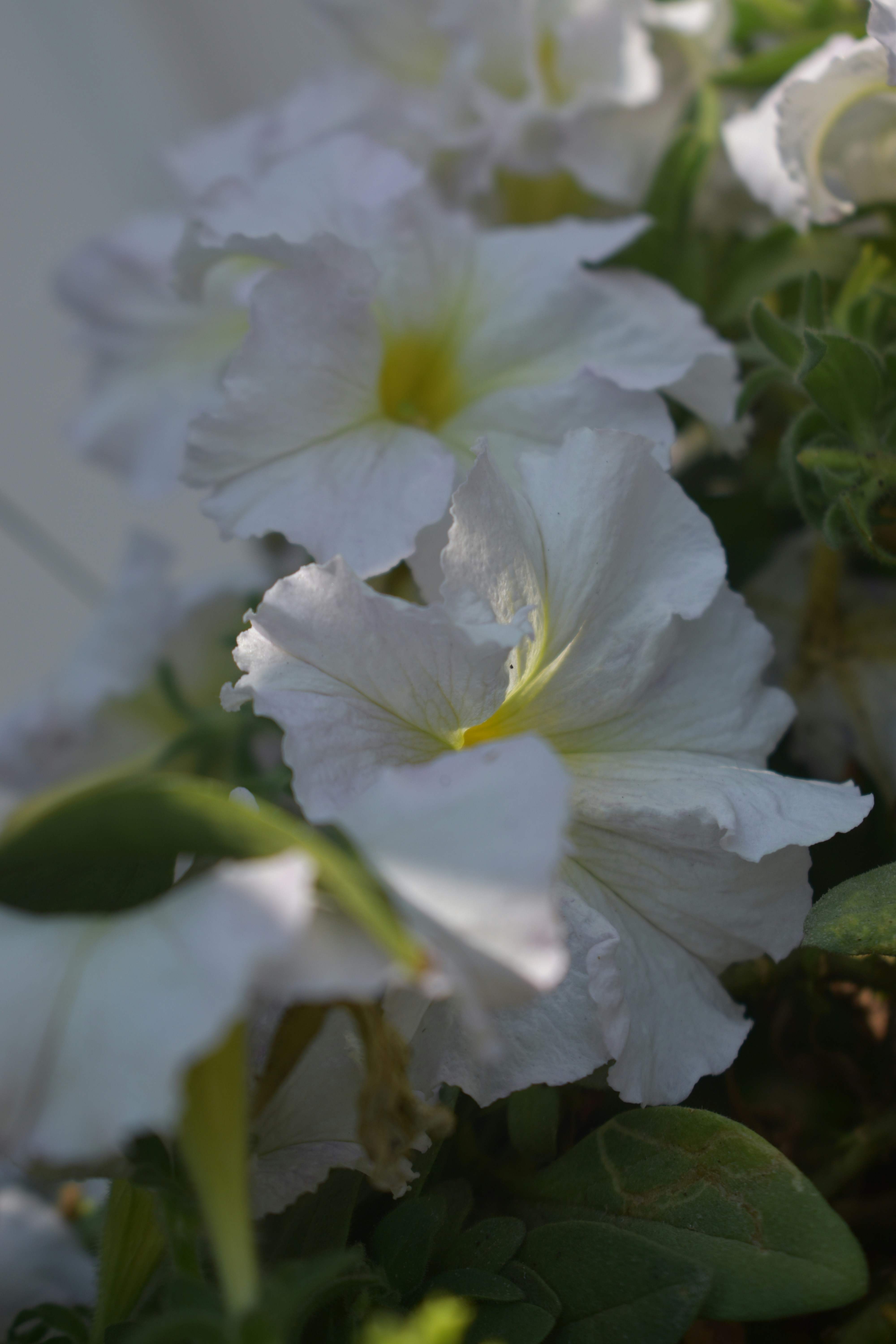 Photo by shourjodeepghosh7367