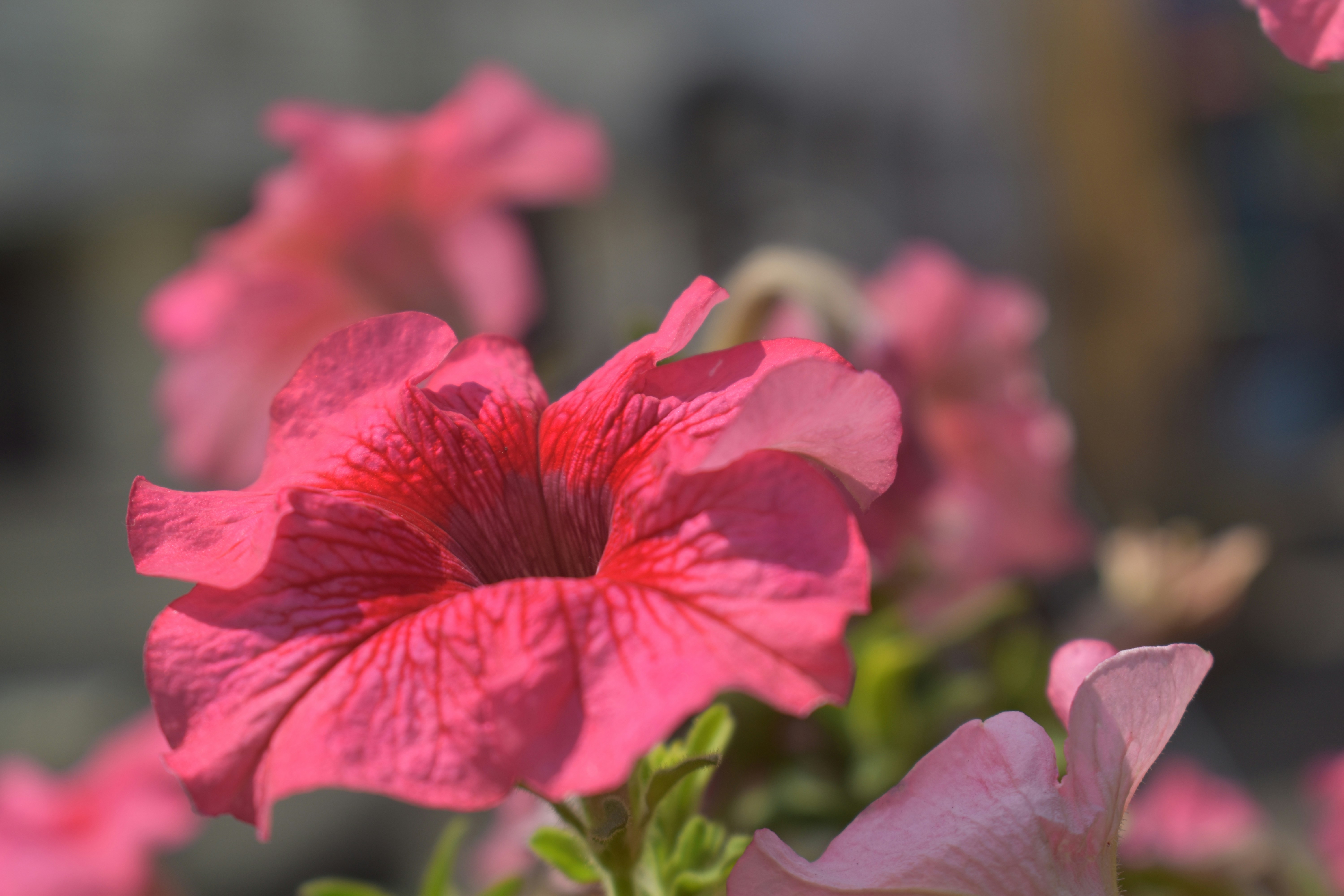 Photo by shourjodeepghosh7367