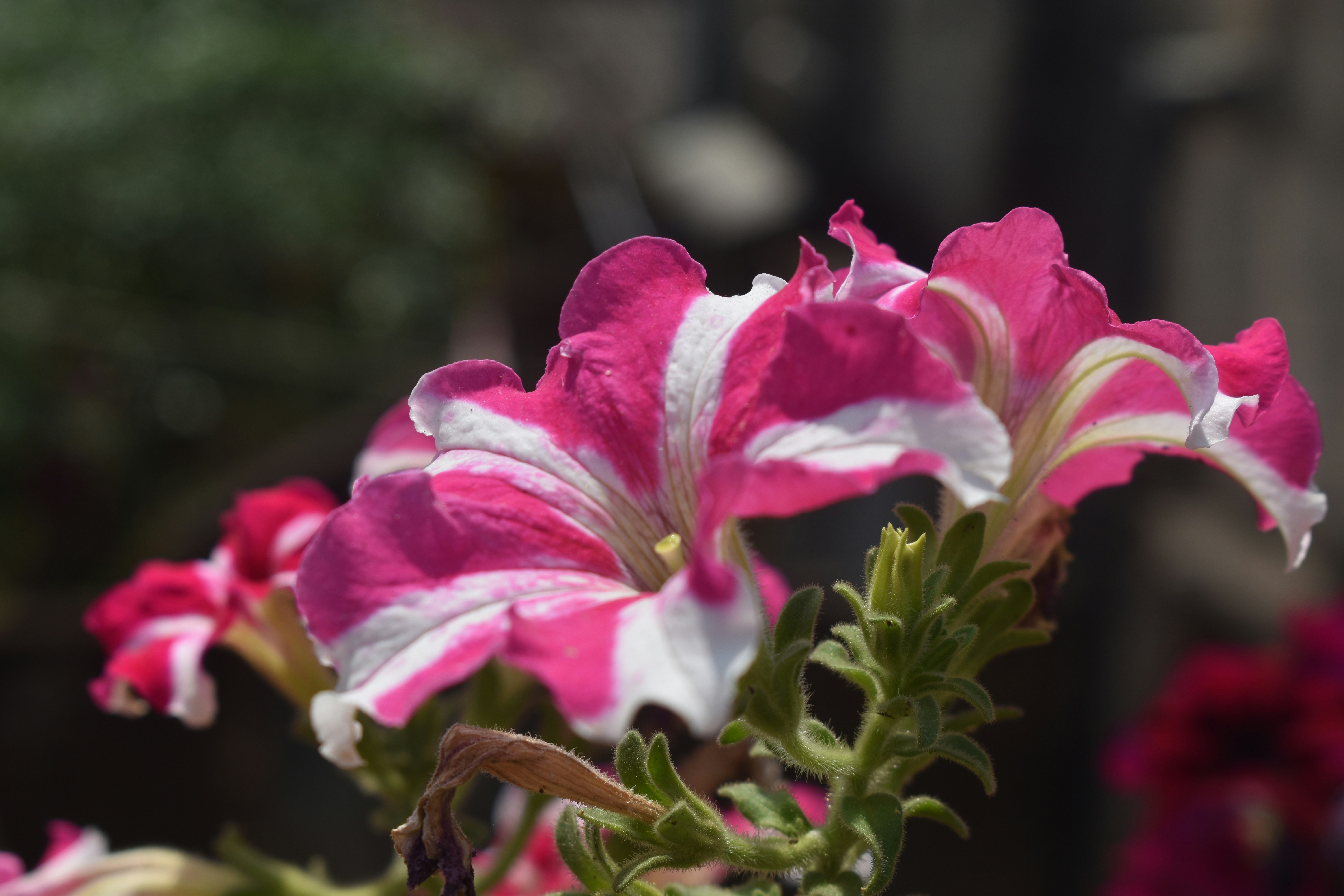 Photo by shourjodeepghosh7367