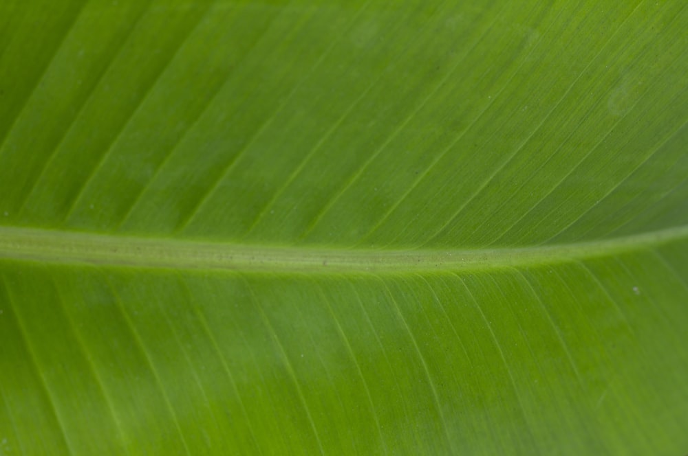 a close up of a large green leaf