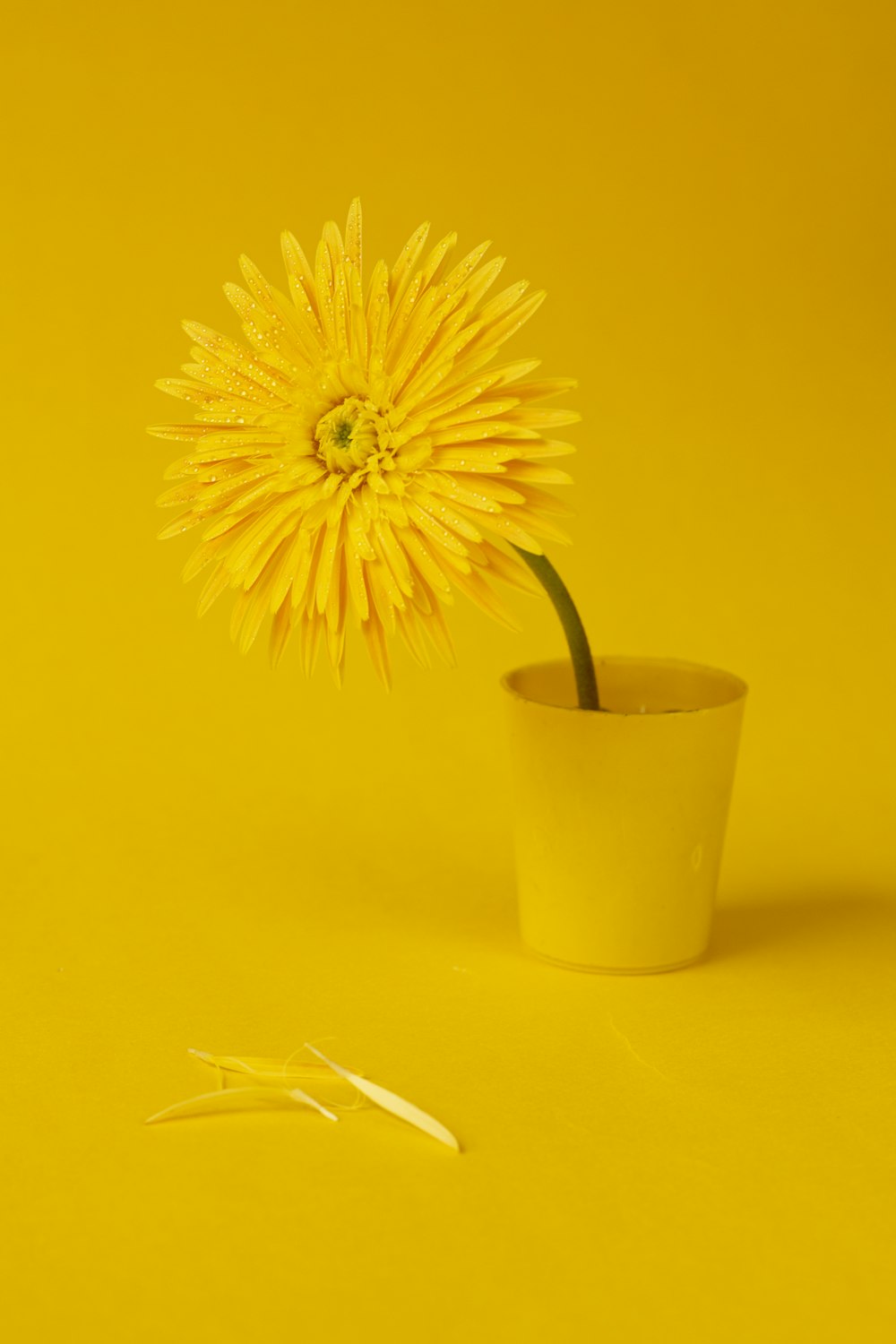 eine gelbe Blume in einer gelben Tasse mit einer Schere