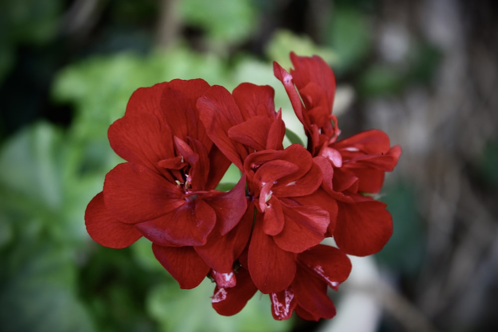 a close up of a red flower with green leaves in the background