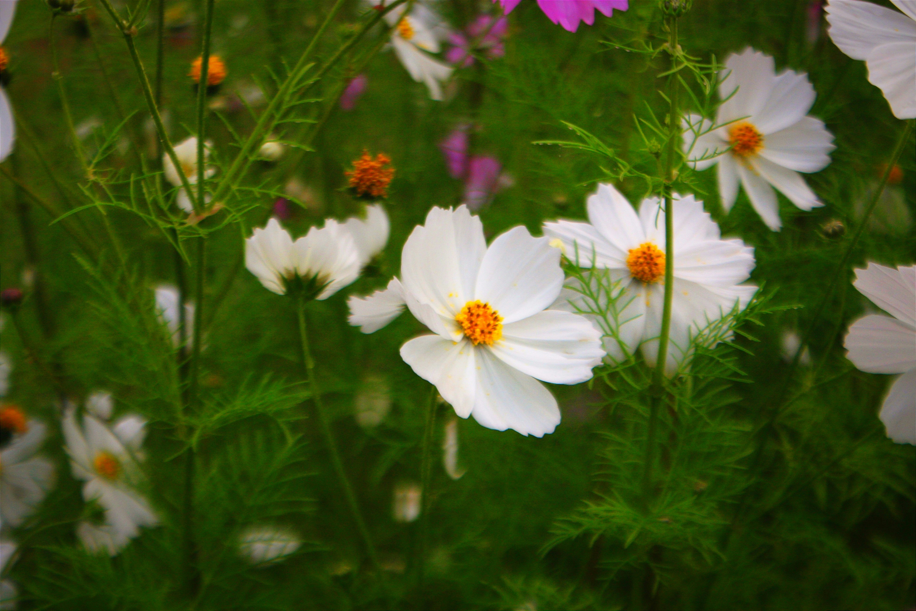 Photo by nasimuddin872