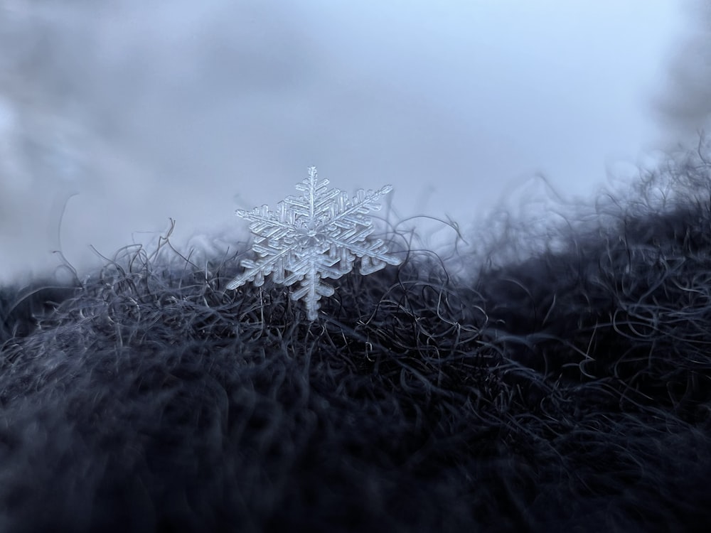 a snowflake that is sitting in the grass