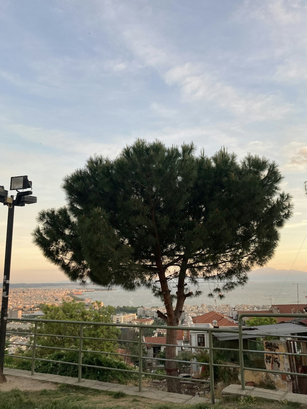 a lone tree in the middle of a city