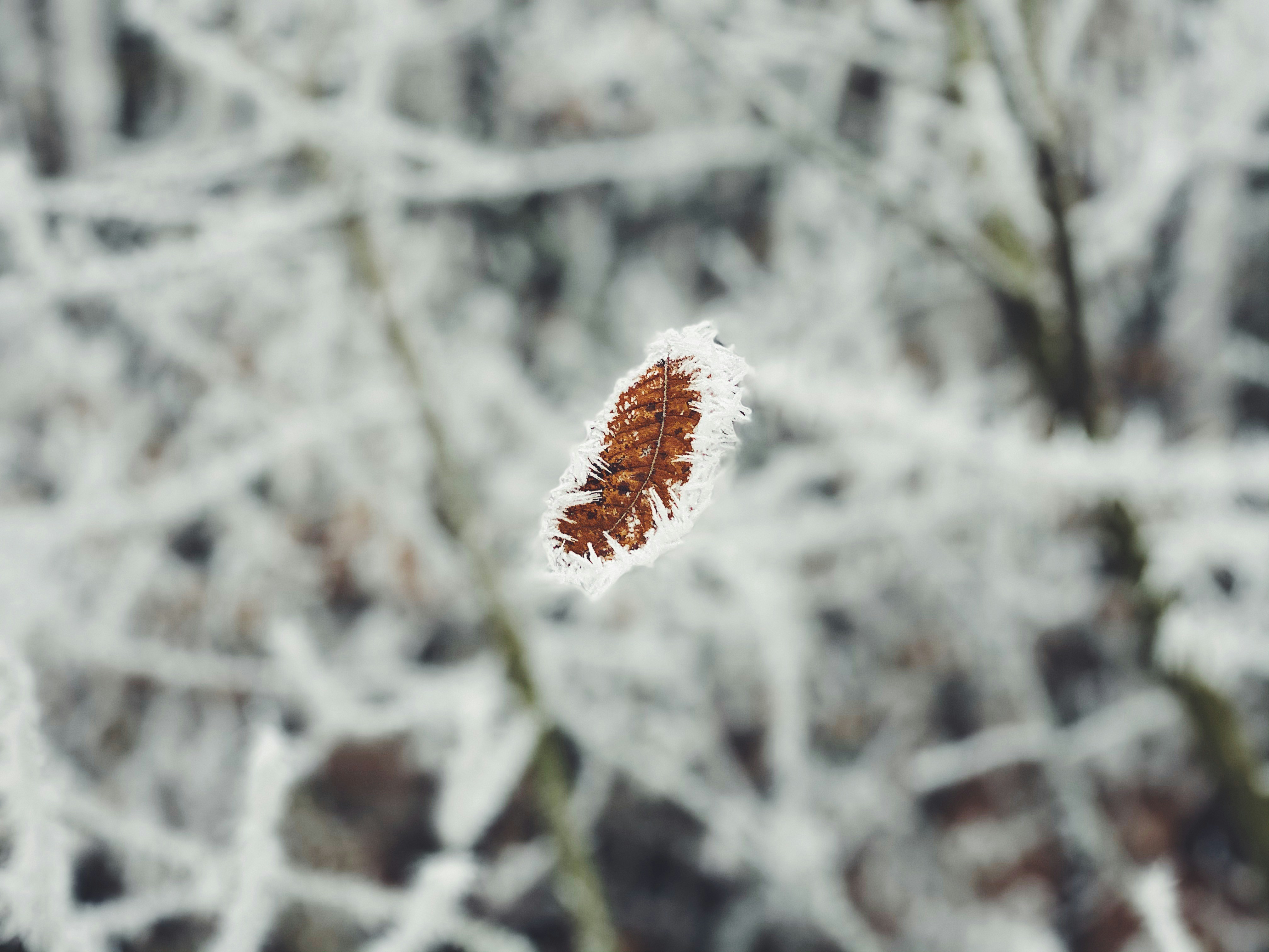 Photo by kakasikriszta