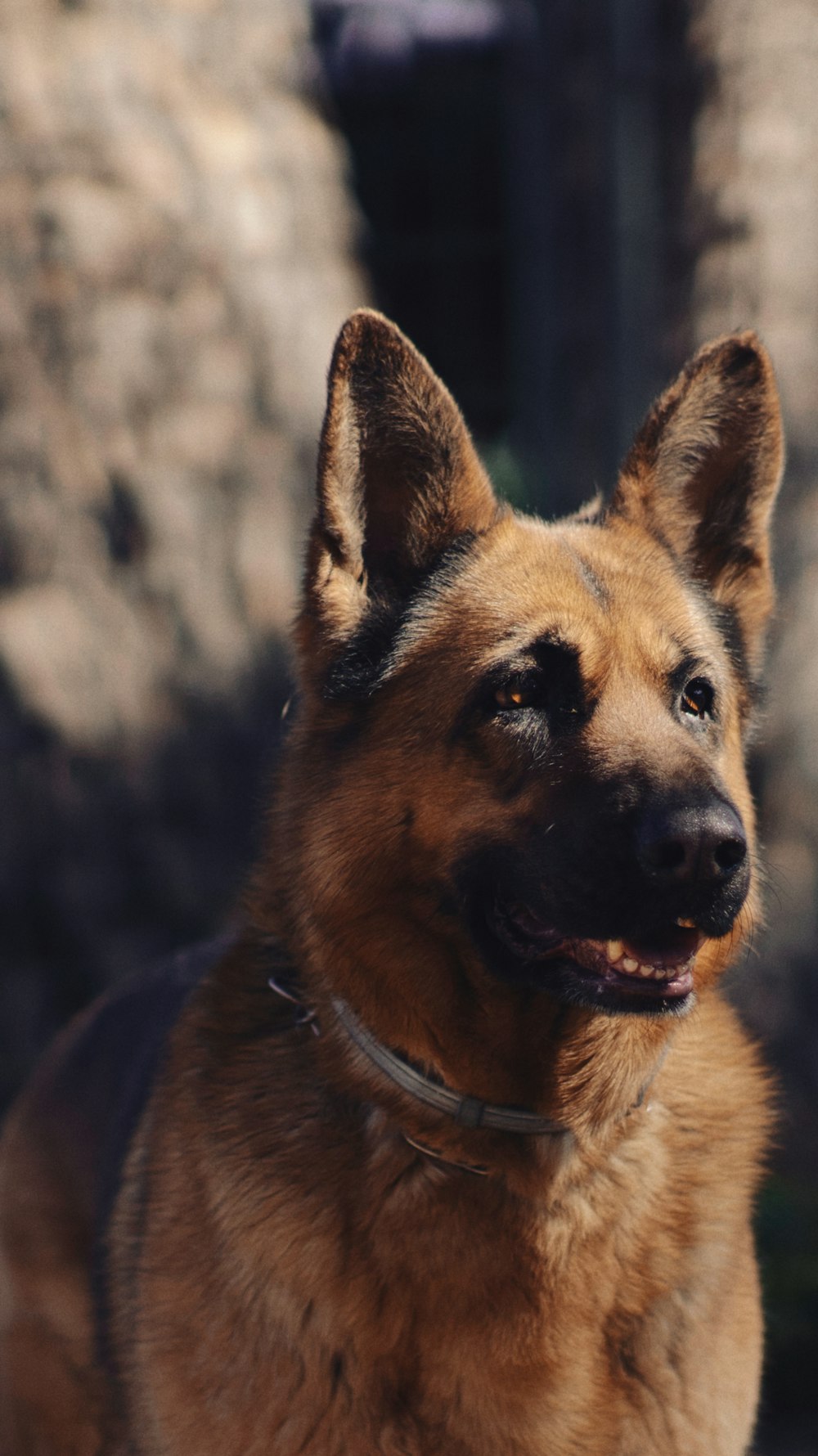 a close up of a dog on a leash