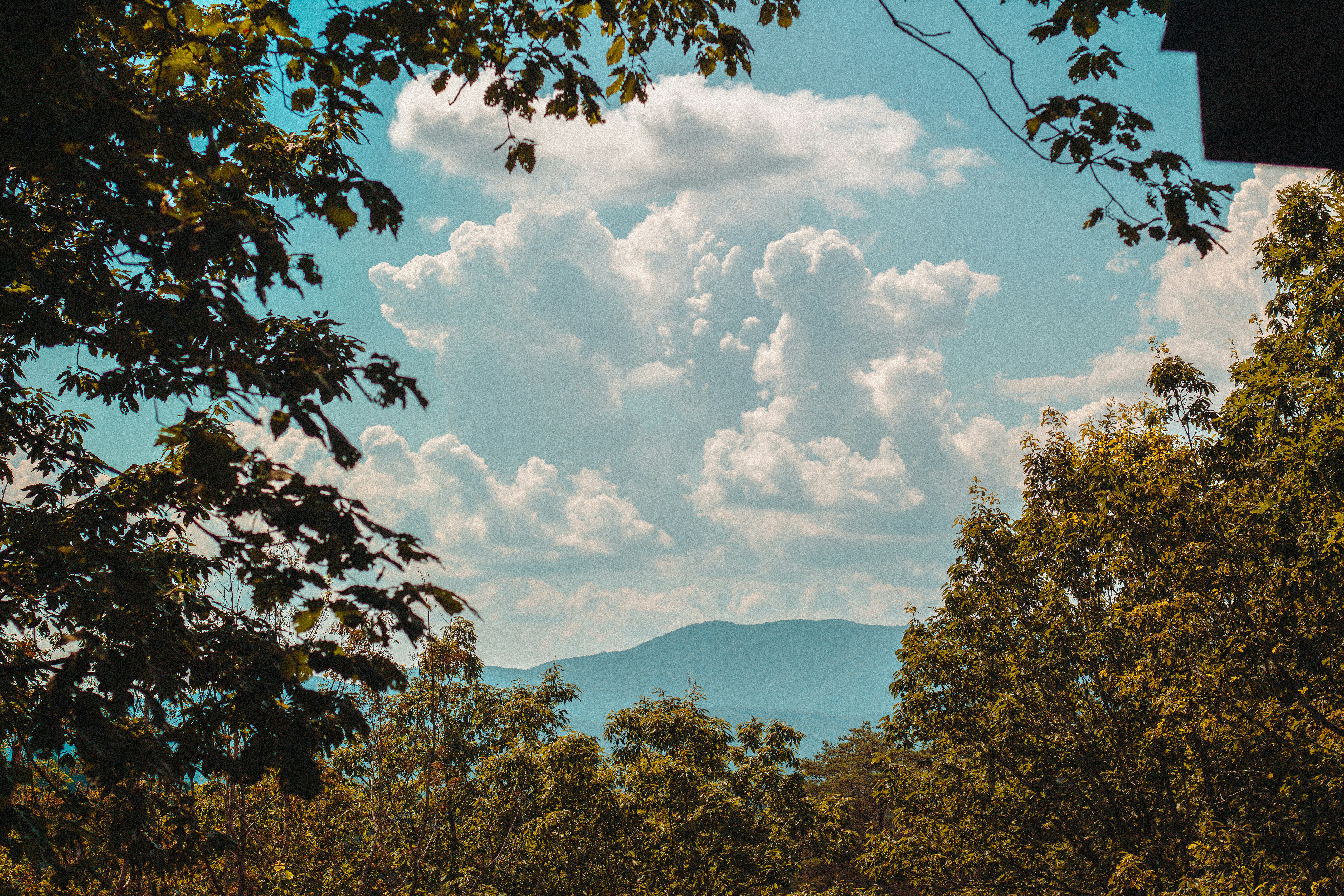 a view of a mountain range from a wooded area, Morning in the Blue Ridge Mountains.