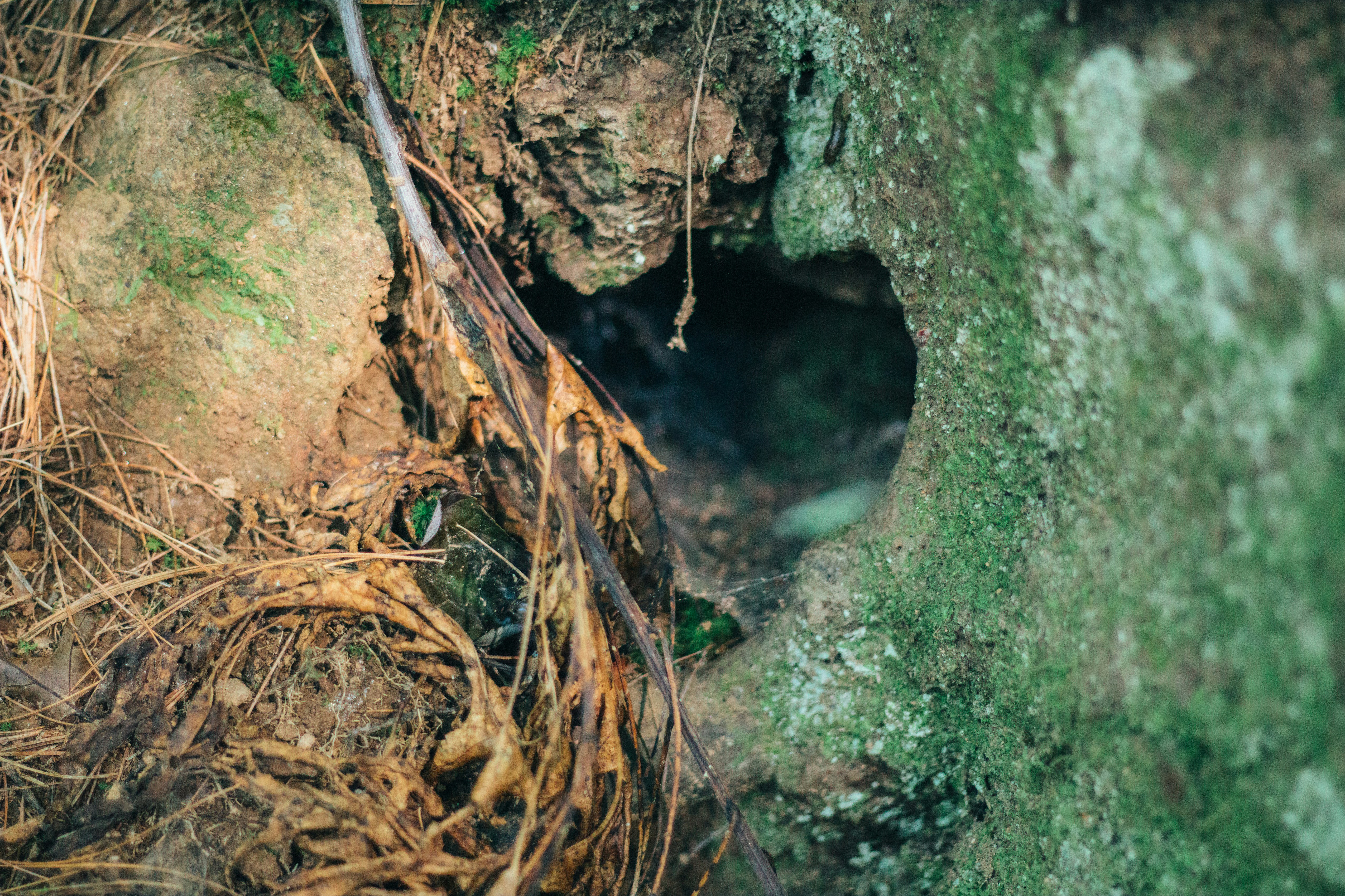 A Glimpse Into The Winter Habits Of Forest Dragons