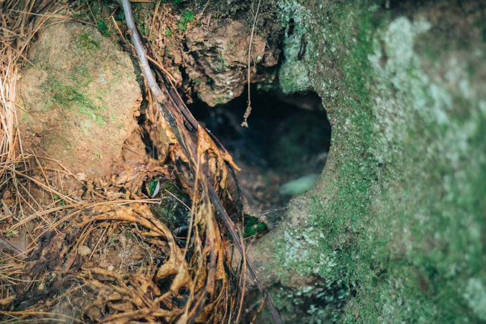 a small hole in the side of a mossy rock