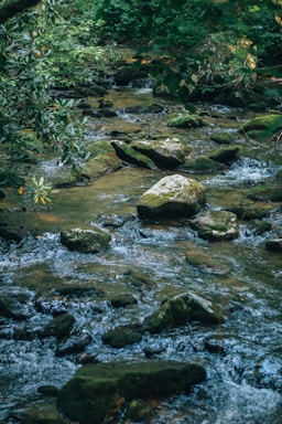 A serene spring water source surrounded by nature.