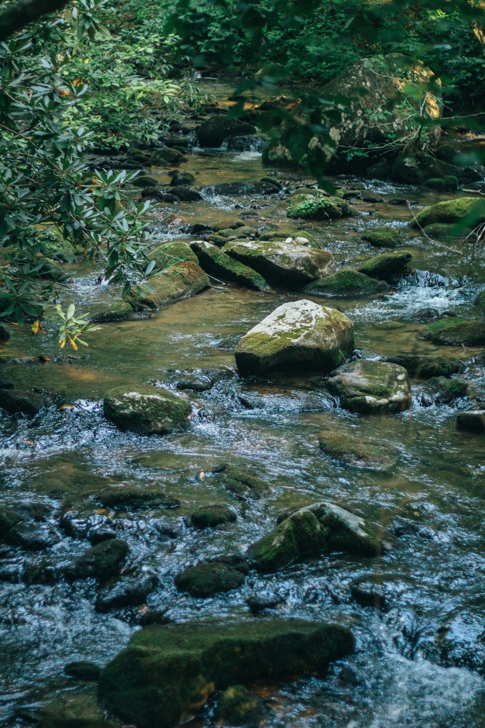 a stream running through a lush green forest