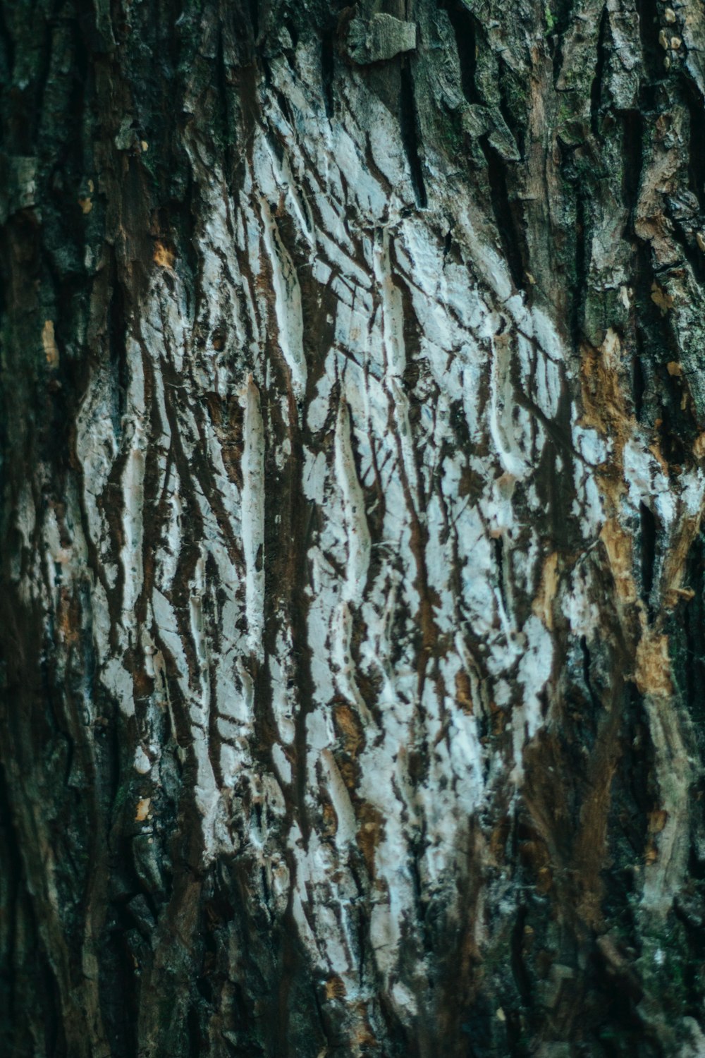 a close up of the bark of a tree