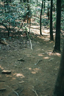 Wooded hiking trail similar to a section of the Cumberland Trail State Park