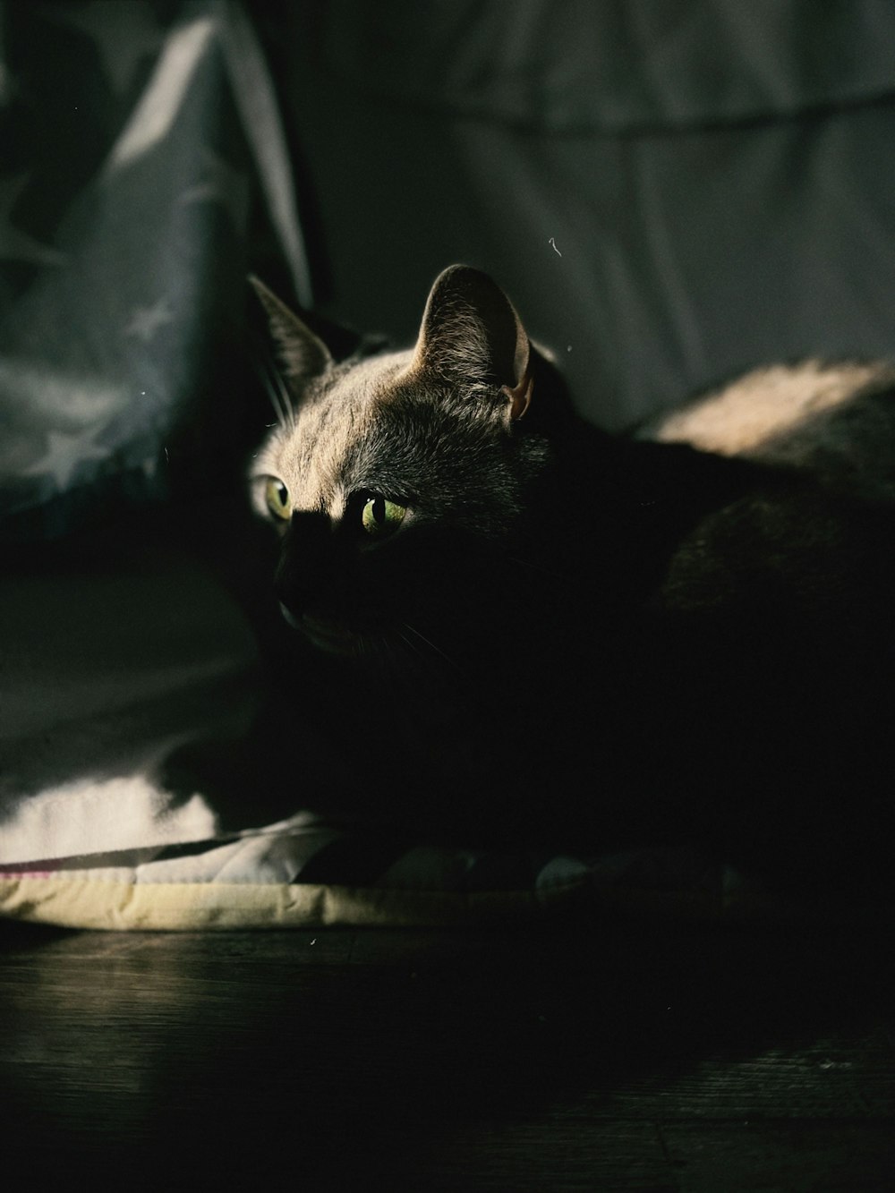 a cat laying on top of a wooden floor