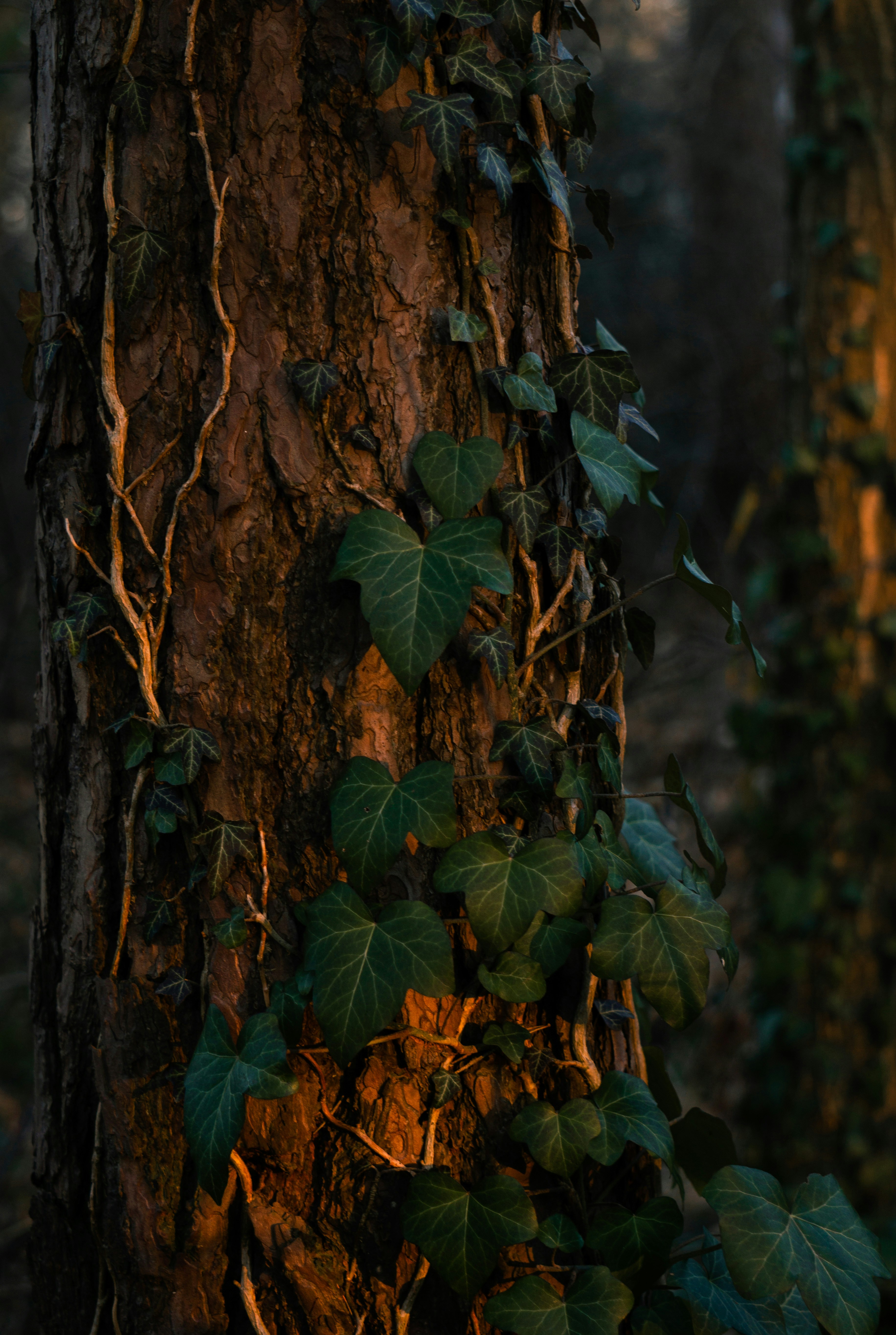 Photo by eszternaujoks