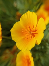 A vibrant yellow flower with delicate petals and an orange center, set against a blurred background of greenery and more yellow flowers.