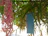 Close-up of a colorful wish tag hanging from a leafy tree branch.