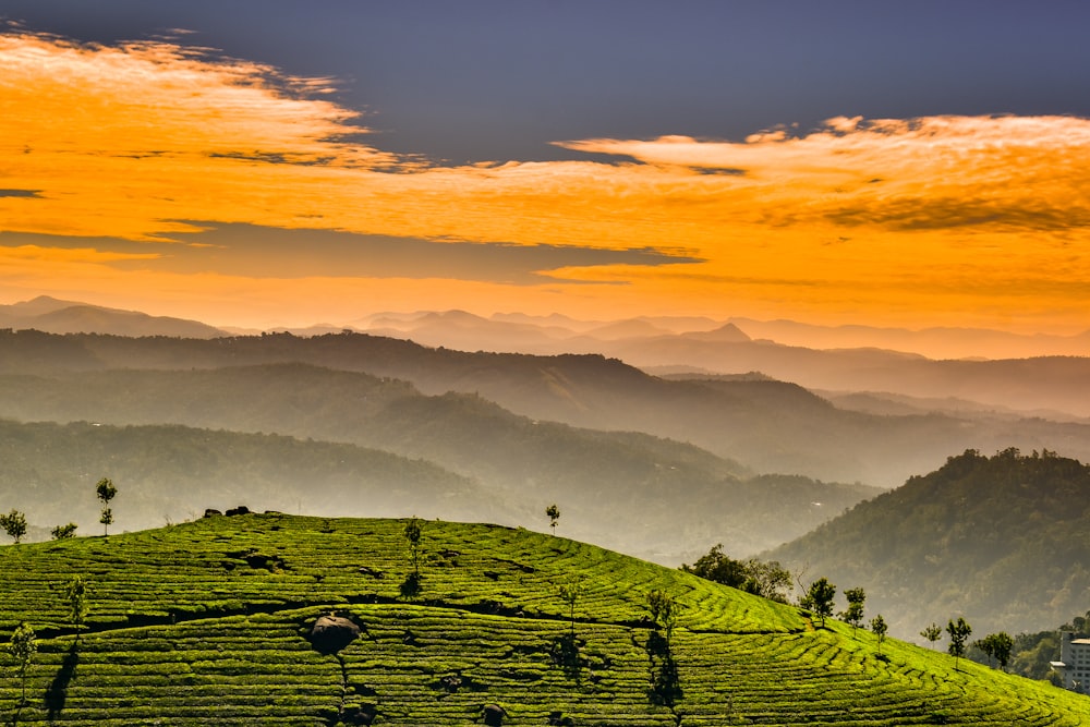 a scenic view of a tea plantation in the mountains