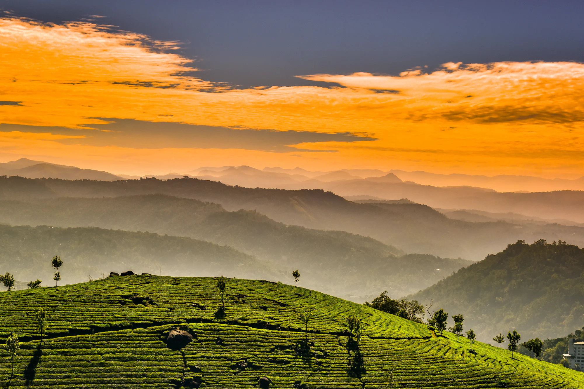 Layered hills glowing orange at dusk above a tea-covered slope