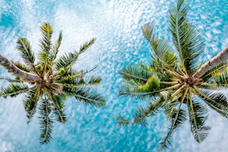 a couple of palm trees that are next to each other
