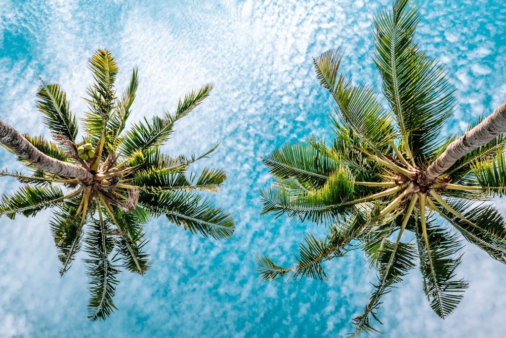 a couple of palm trees that are next to each other