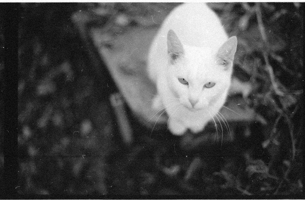 a black and white photo of a white cat