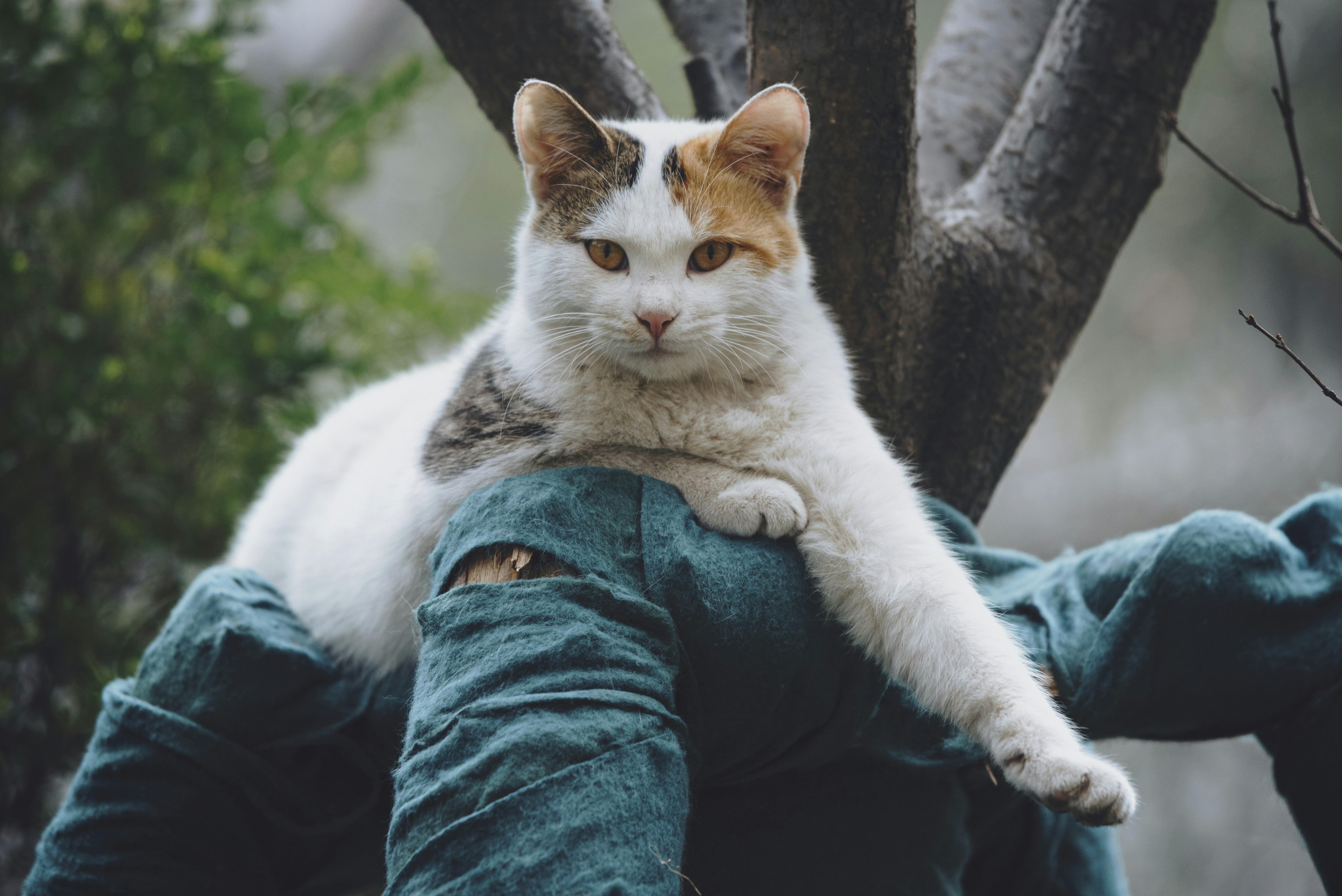 un chat assis à l’arrière de la jambe d’une personne
