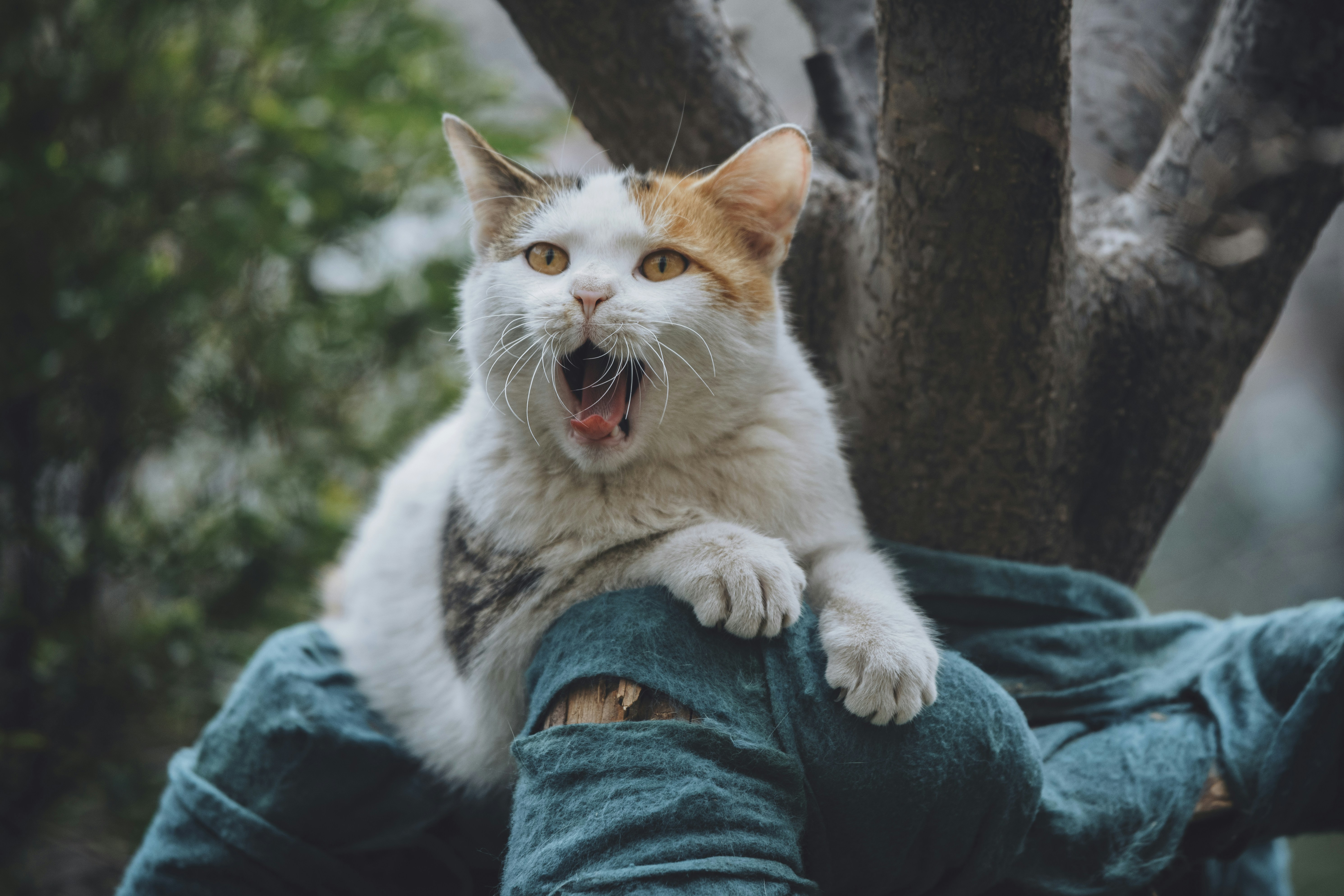 a cat sitting on the back of a person's leg