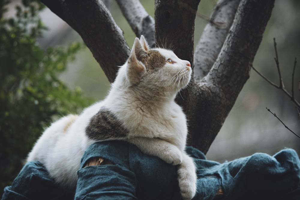 A cat sitting on the back of a person's leg photo – Free Cat Image on  Unsplash