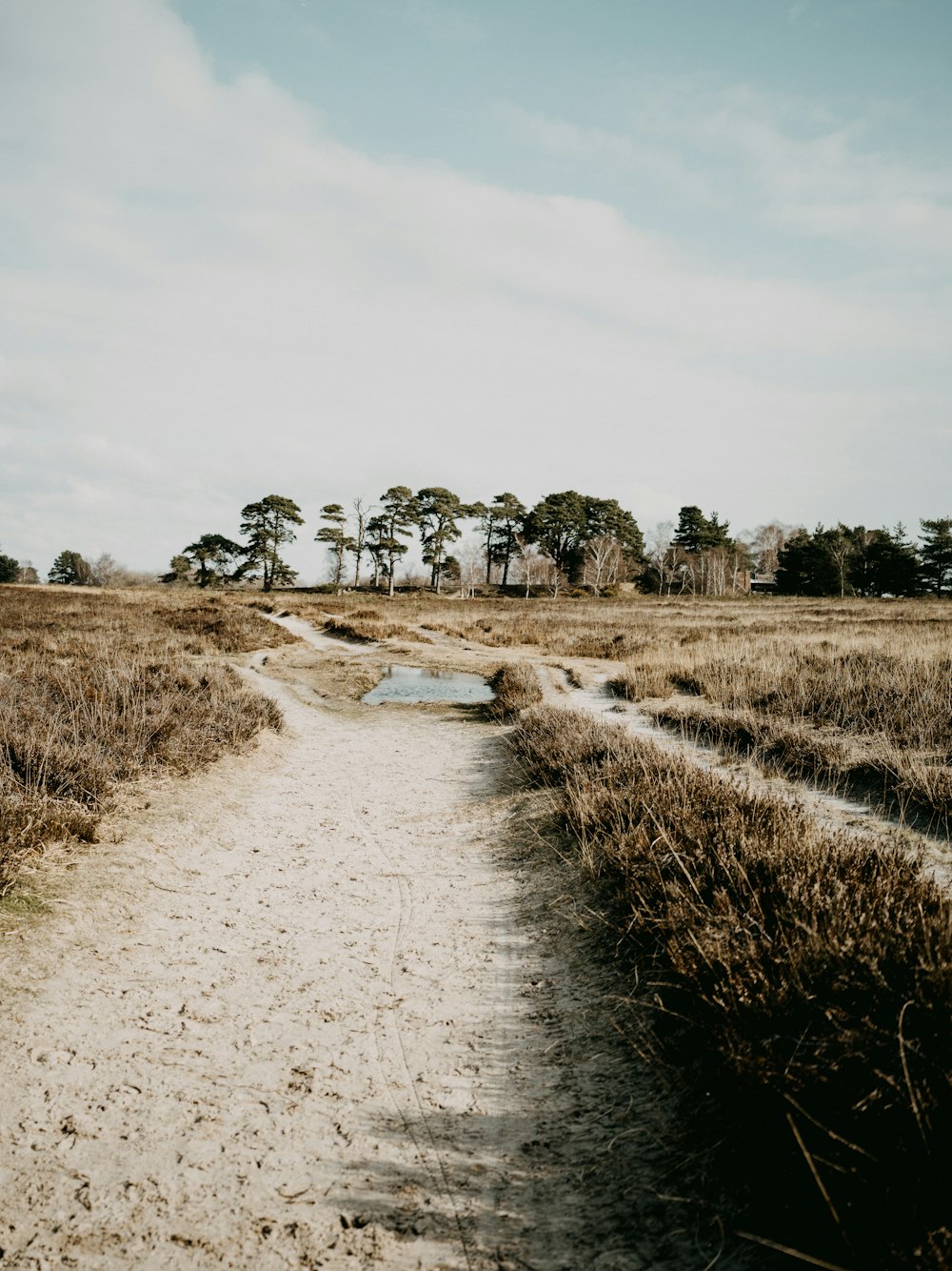 a dirt path in a field with trees in the background