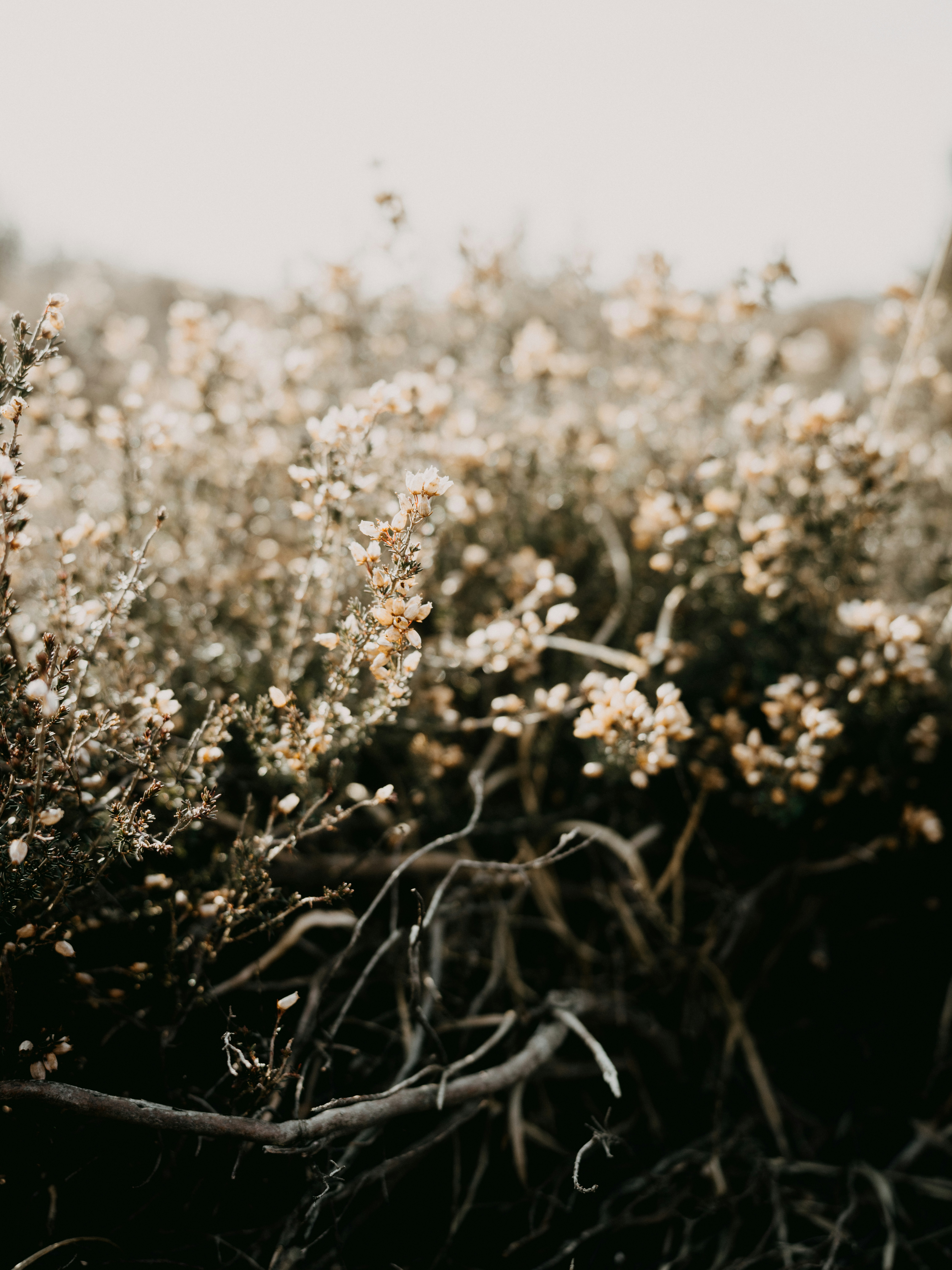 Photo by anniespratt