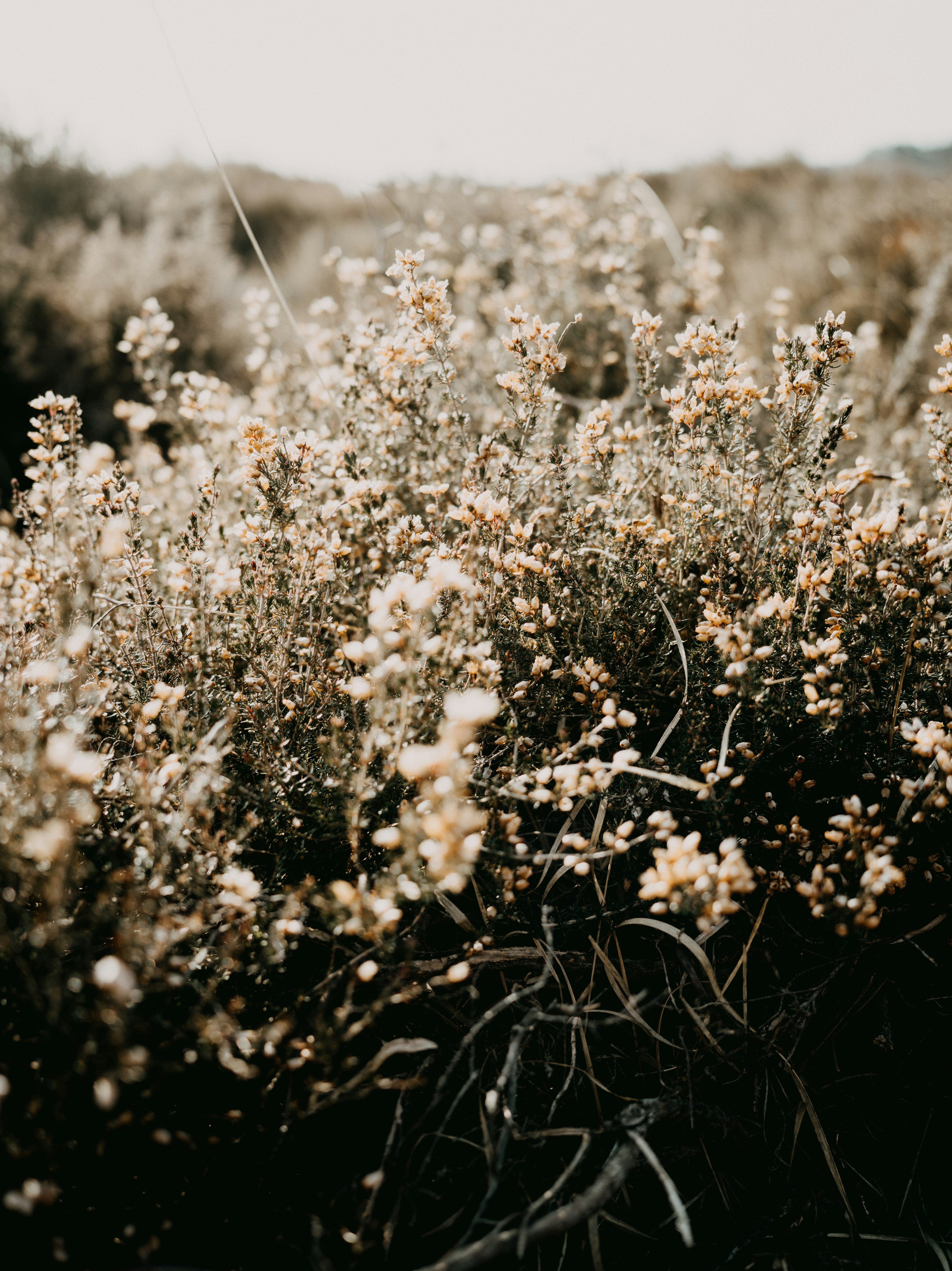 Photo by anniespratt