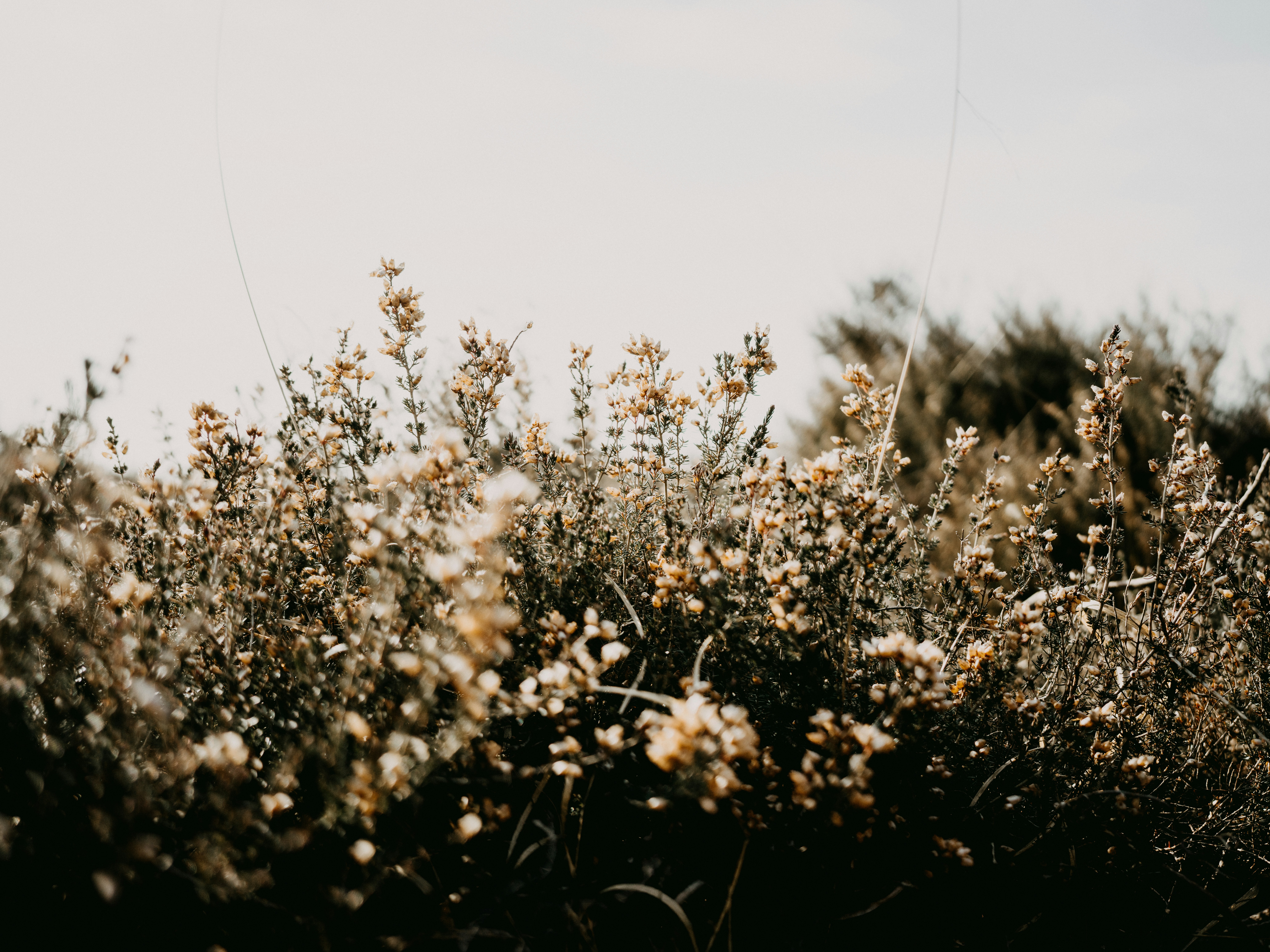 Photo by anniespratt