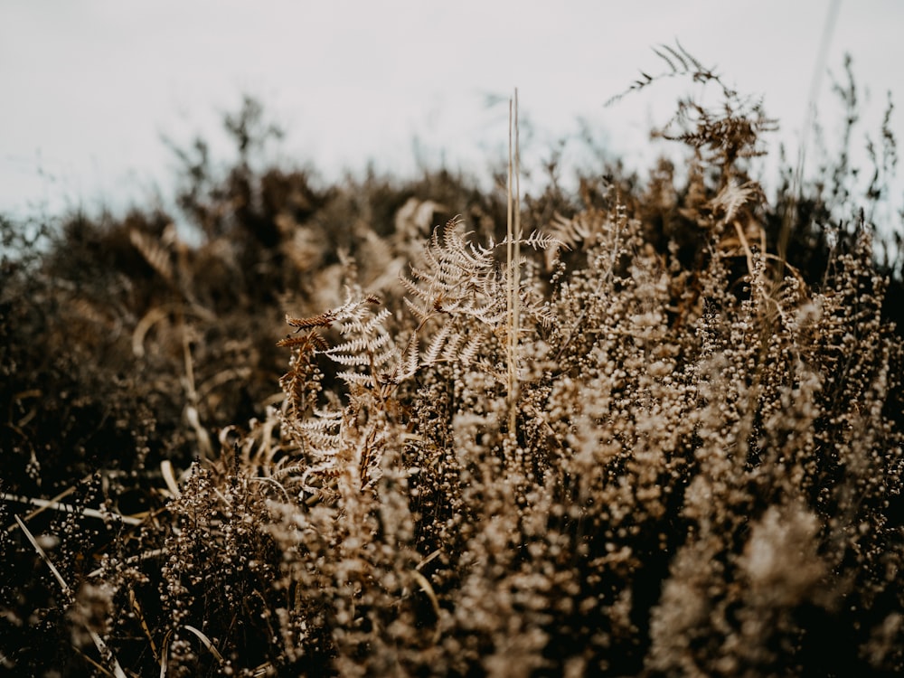 a bunch of plants that are in the grass