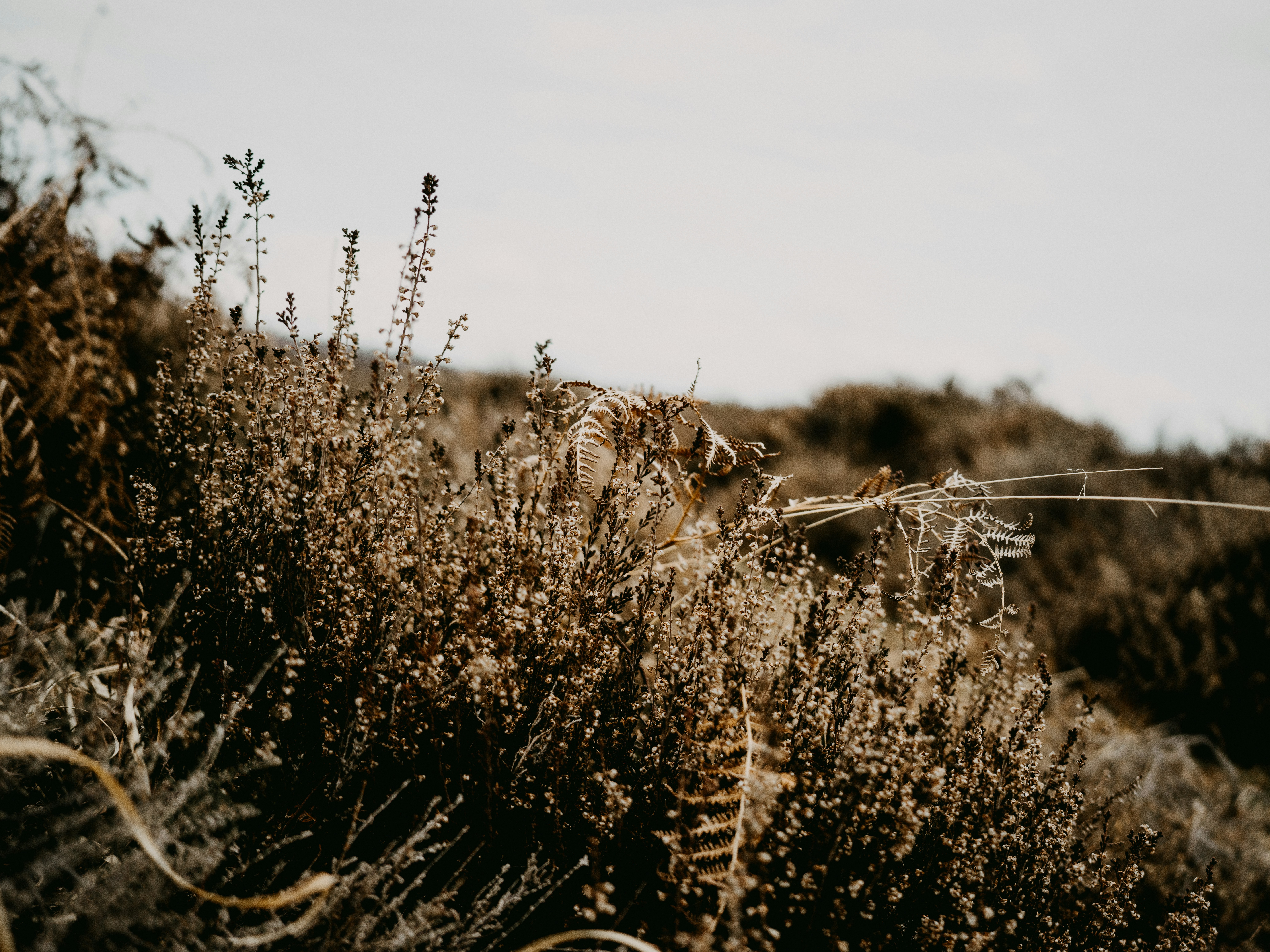 Photo by anniespratt