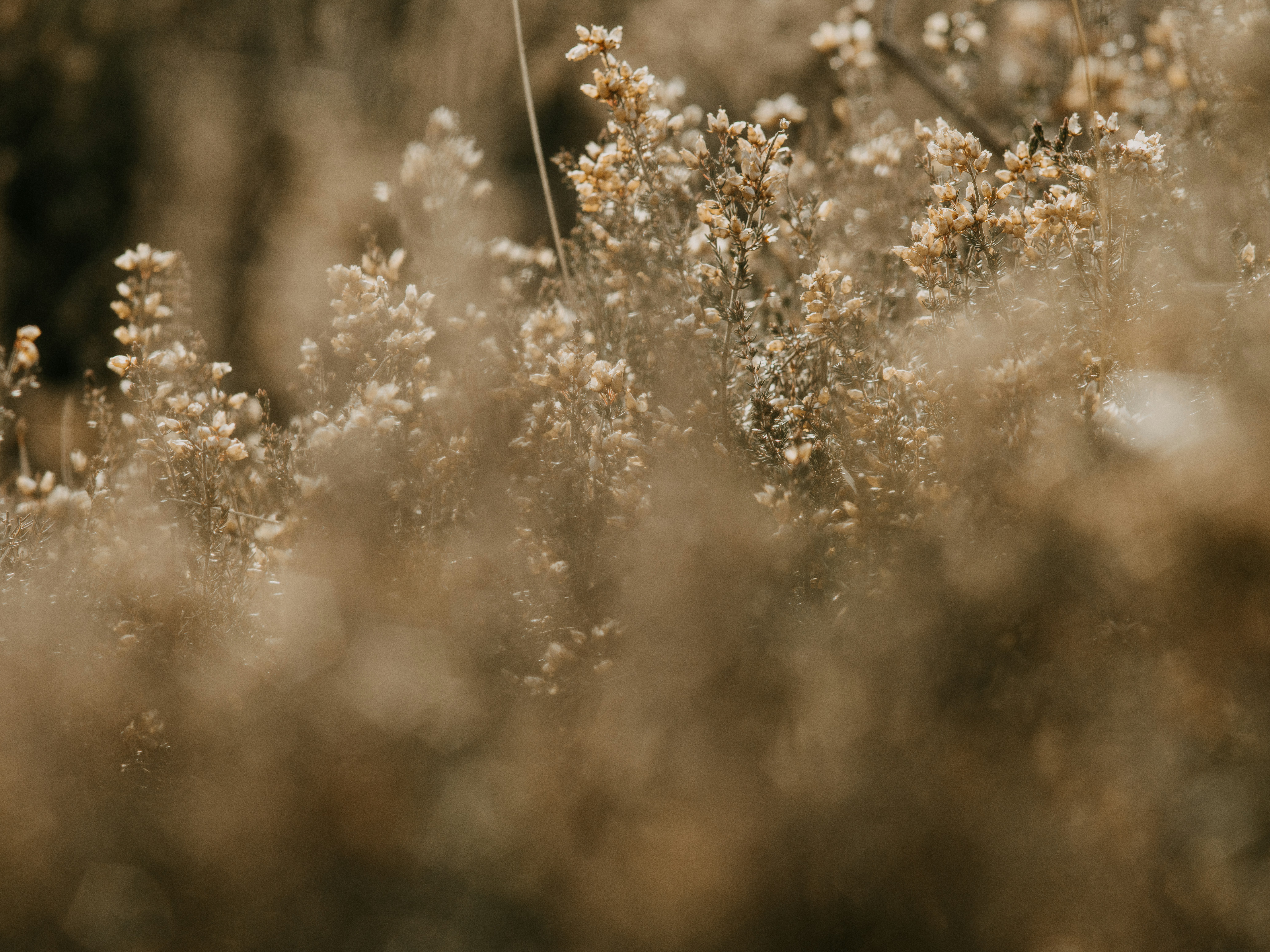 Photo by anniespratt