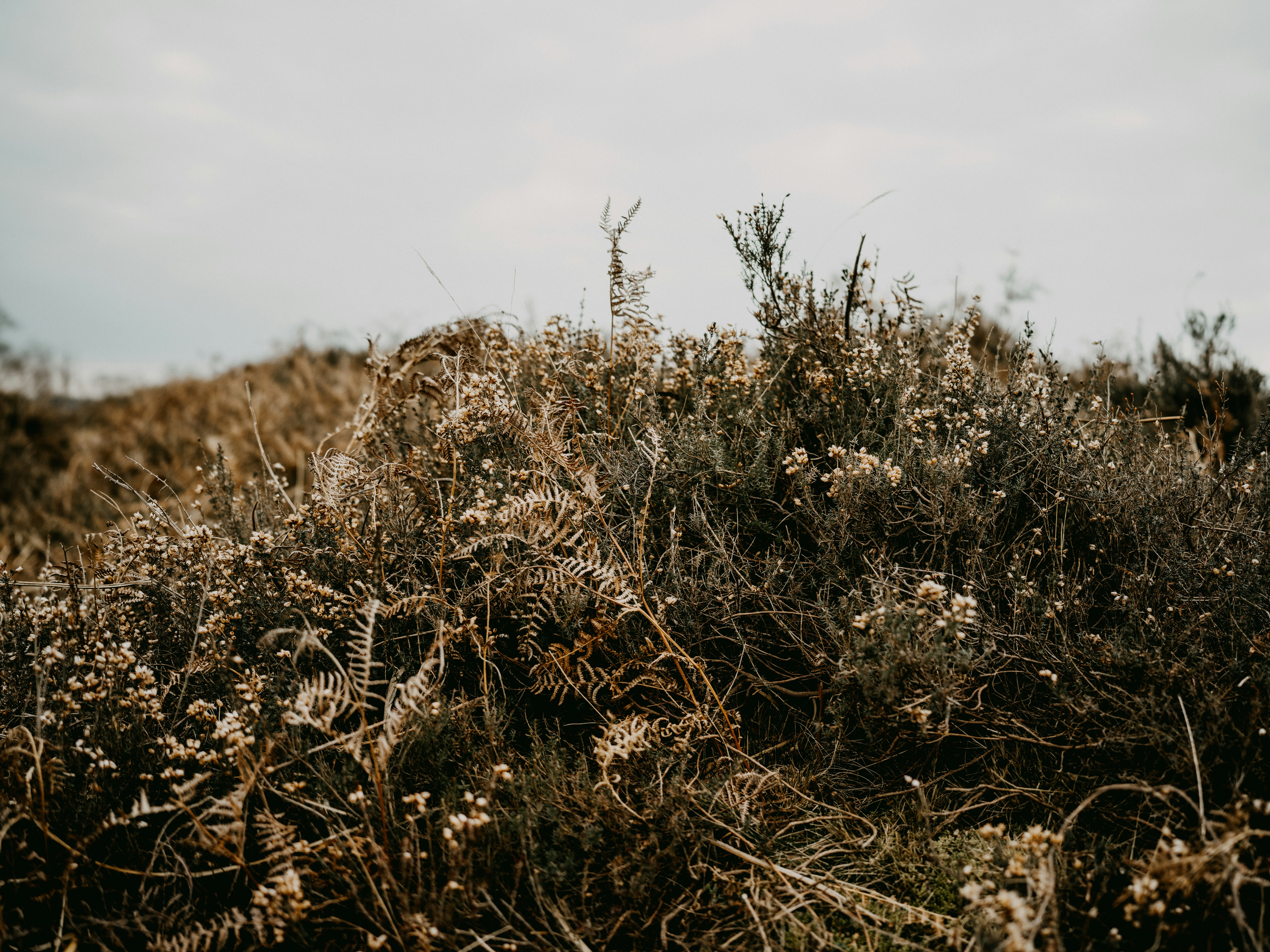 Photo by anniespratt