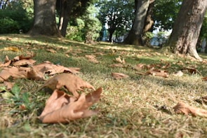 Dante playing in a sunlit garden with autumn leaves around.