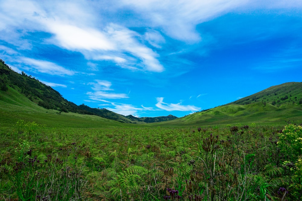 a grassy field with mountains in the background