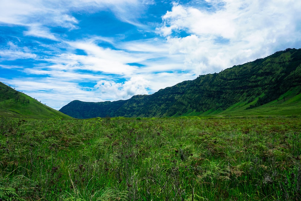 a grassy field with mountains in the background