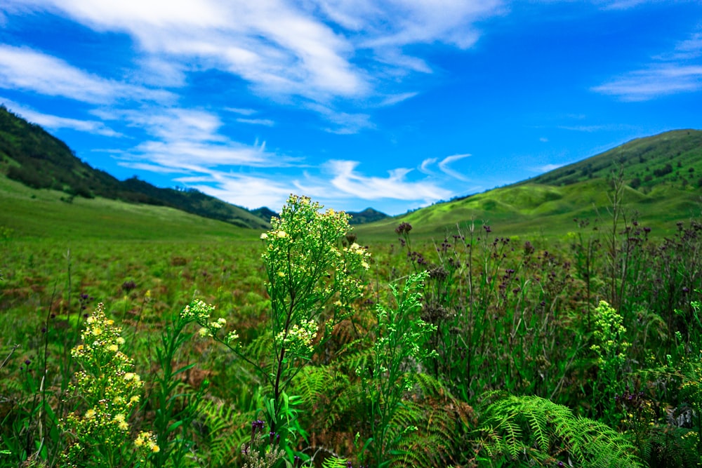 a lush green field with a blue sky in the background