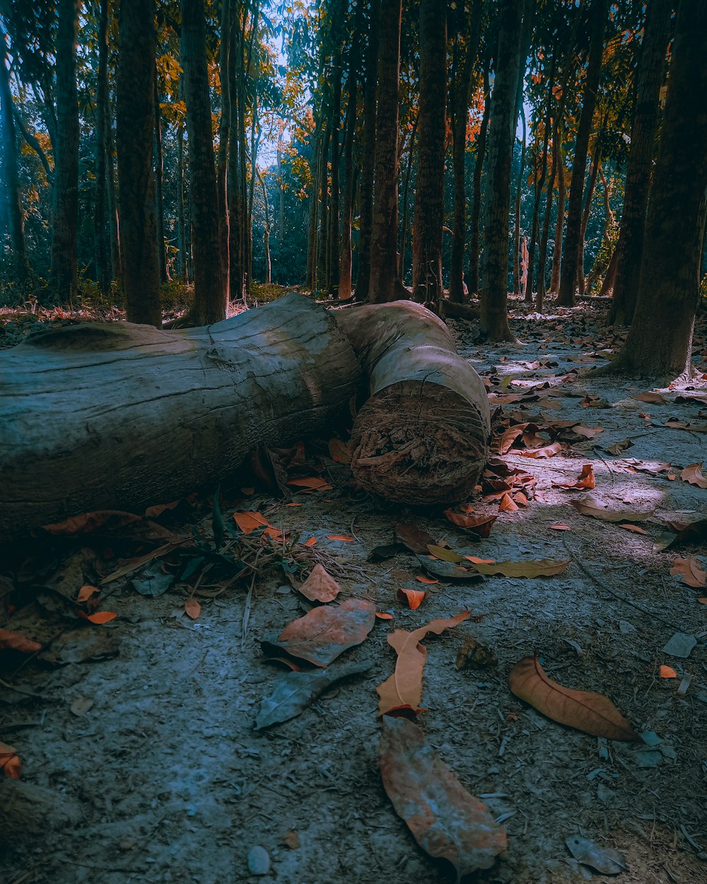 a fallen tree laying on the ground in a forest