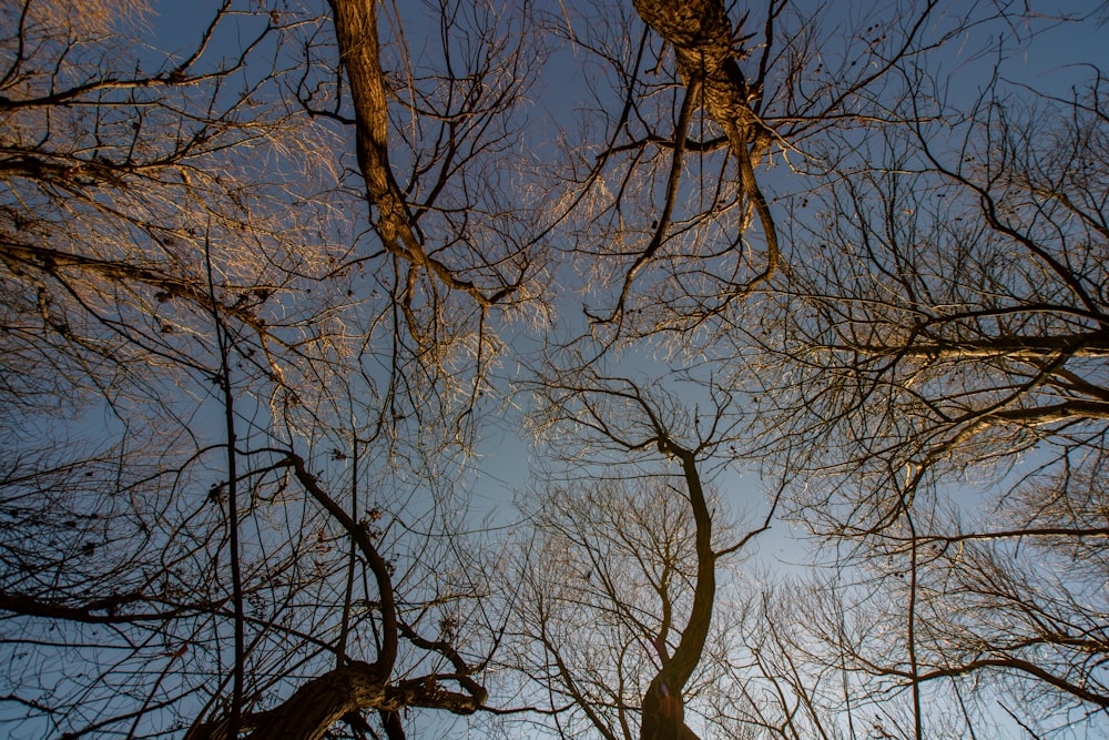 a group of trees with no leaves on them